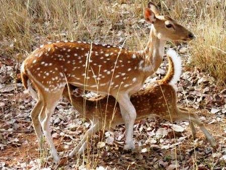 Ciervos, Parque nacional de Kanha