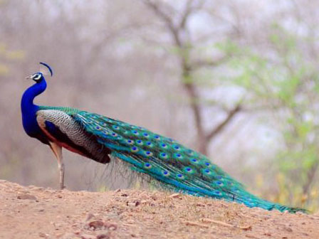 Pavo real, Parque nacional de Kanha