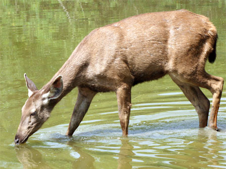 Sambar, Parque nacional de Pench