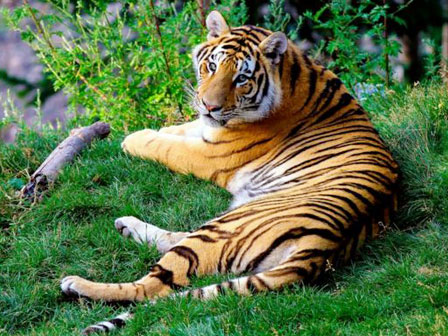 Tiger, Bandhavgarh