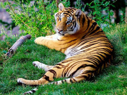 Tiger Bandhavgarh