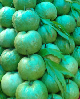 Big Sweet Guavas in Delhi, India