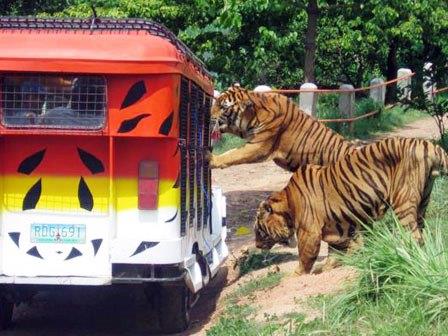 el safari del parque nacional