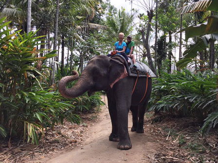 Elefantes en El Parque Nacional de Periyar