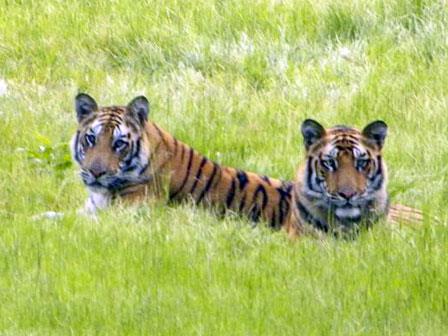 El safari del Bandhavgarh Parque Nacional