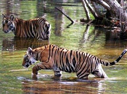 Tigre Kanha Safaris