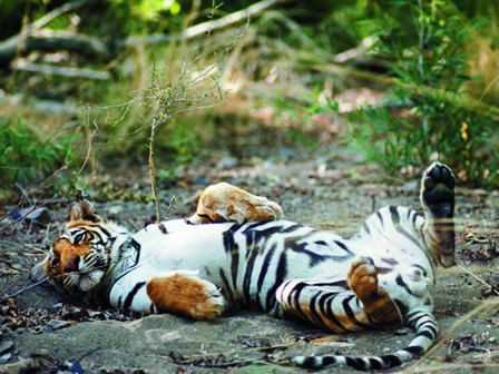 tiger safari ranthambhore