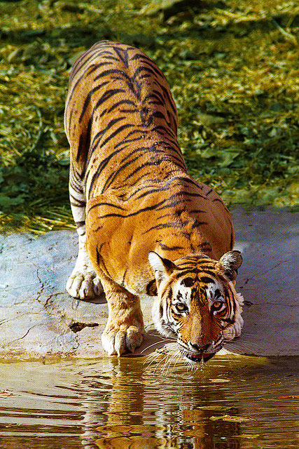 Tigre, El parque nacional de Ranthambhore