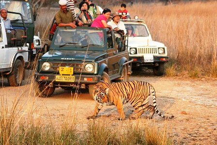 Tiger safari Ranthambhore